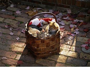 E胖新作回合制肉鸽游戏《Mewgenics》 上架Steam