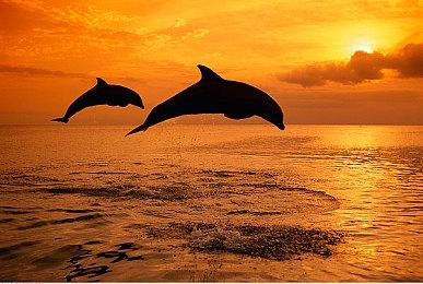 《NBA 2K25》9月6日发售 杰森·塔图姆作为封面人物